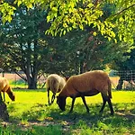 Le Safari A Theme Savane Au Coeur Du Tarn Дом отдыха Peyrole