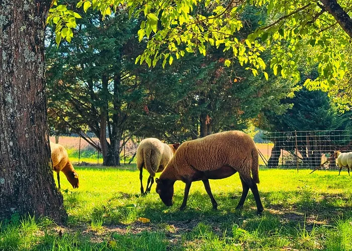 Le Safari à Thème Safari Au Cœur Du Tarn Casa vacanze Peyrole